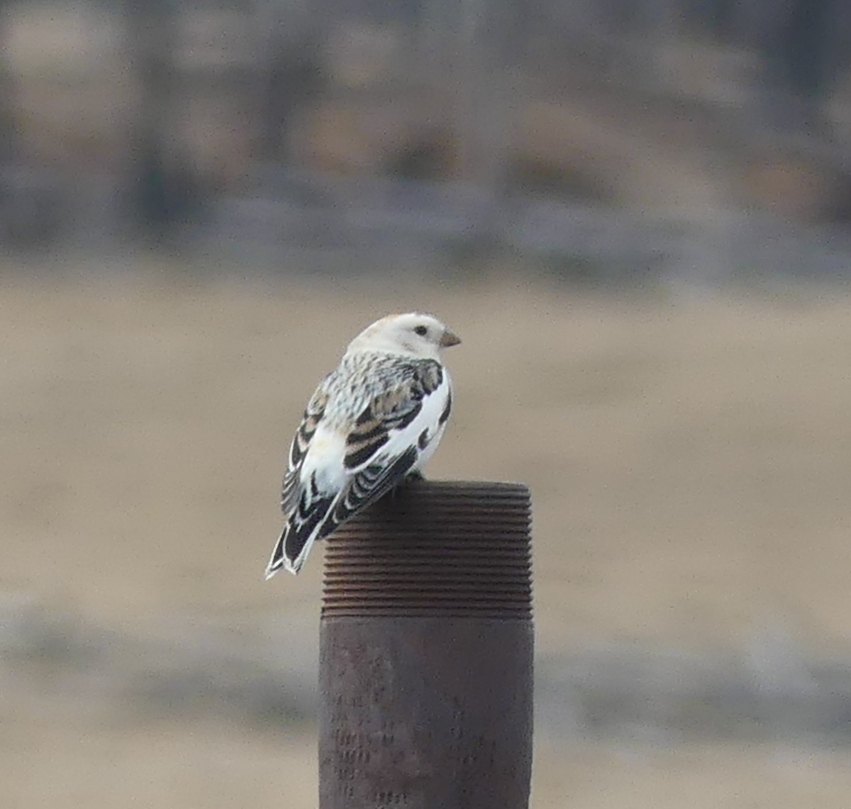 Snow Bunting - ML633764867
