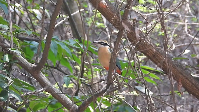 Bengalenpitta - ML633764889