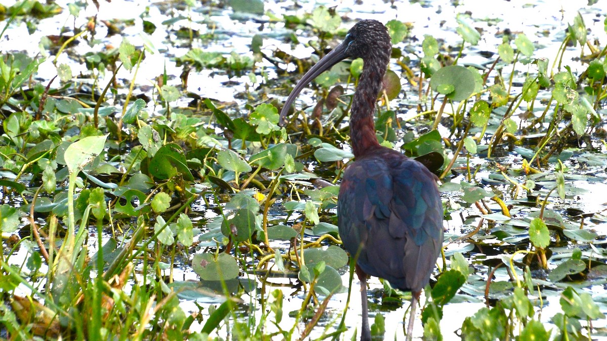 Glossy Ibis - ML633764929