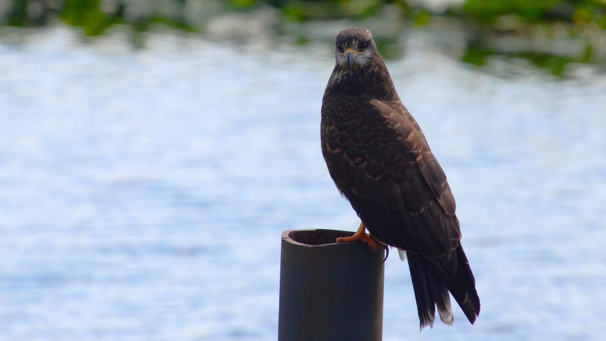 Snail Kite - ML633764972