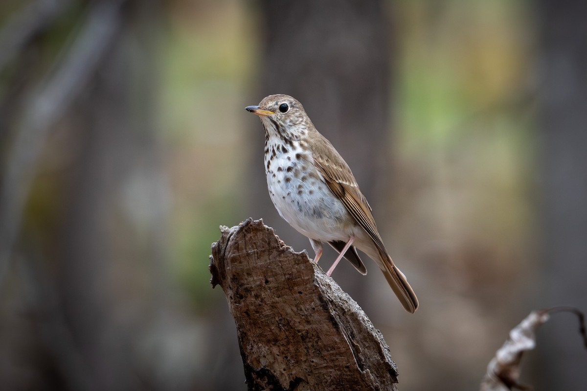 Hermit Thrush - Joe Mahaffey