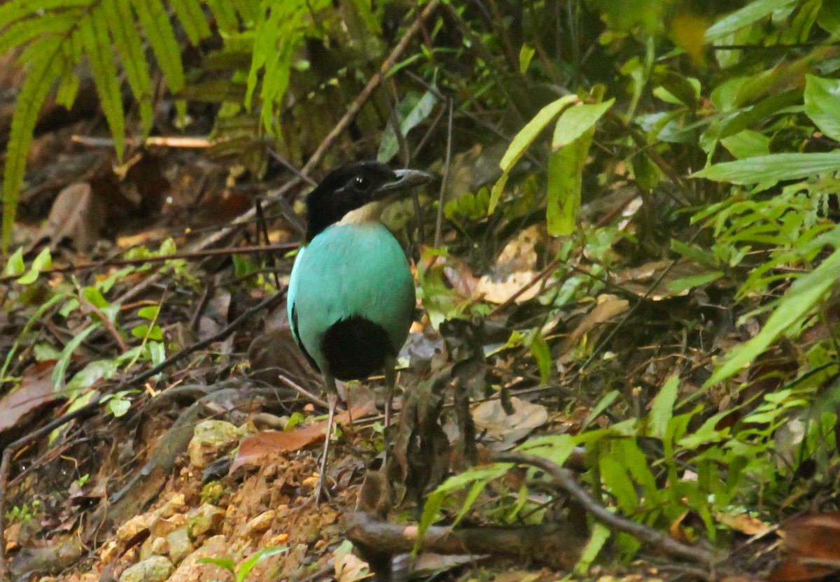 Azure-breasted Pitta - ML633764977