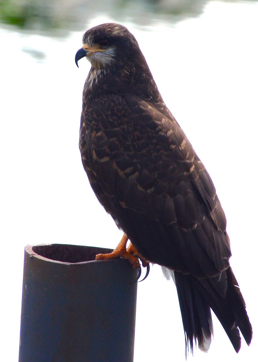 Snail Kite - ML633764990