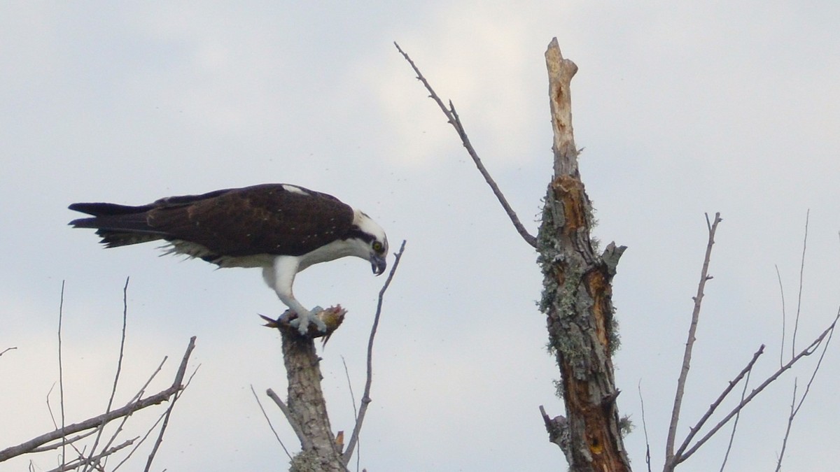 Osprey - ML633765014