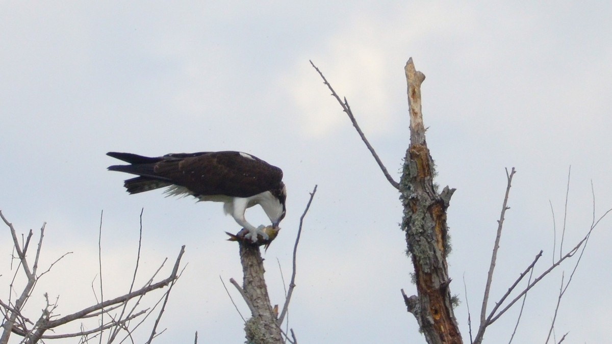 Osprey - ML633765025