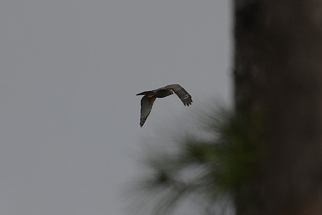 Red-shouldered Hawk - ML633765149
