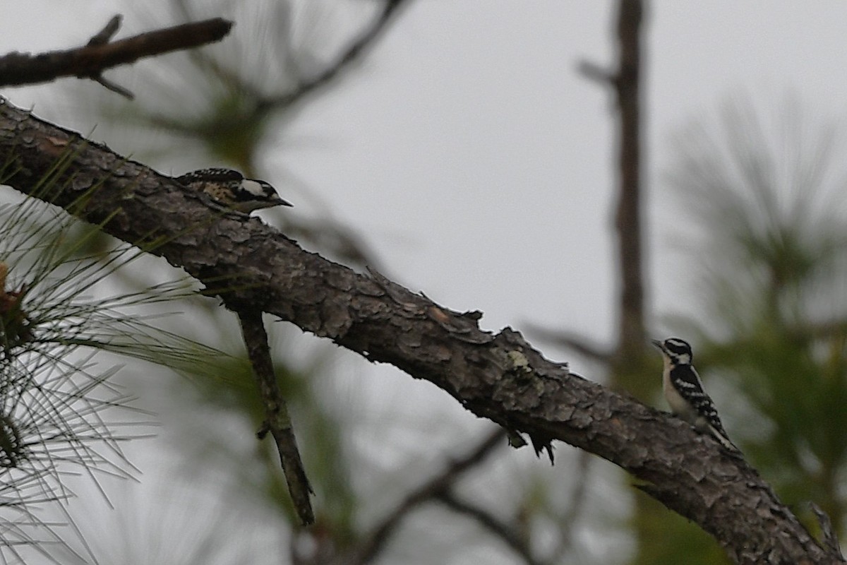 Red-cockaded Woodpecker - ML633765172
