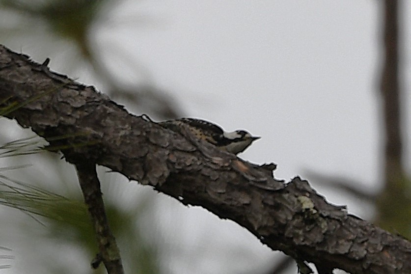 Red-cockaded Woodpecker - ML633765173