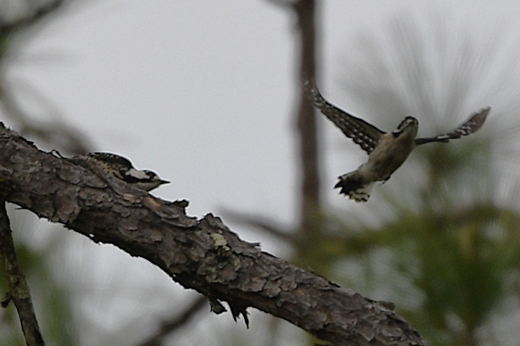 Downy Woodpecker - ML633765179