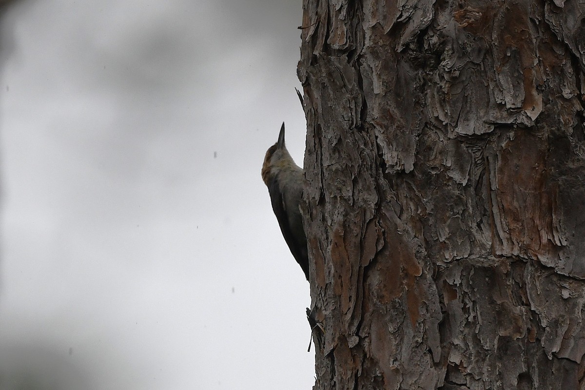 Brown-headed Nuthatch - ML633765198