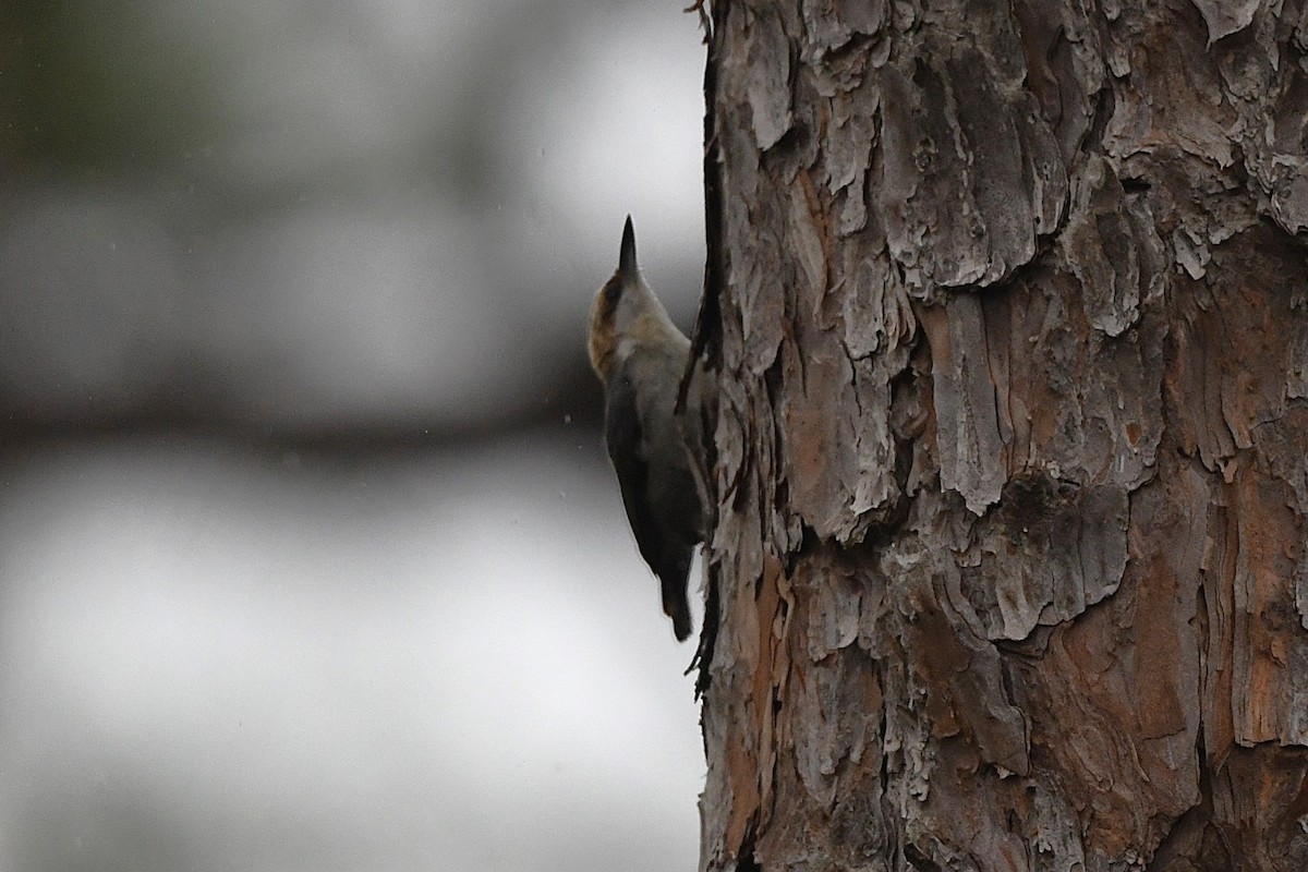 Brown-headed Nuthatch - ML633765199