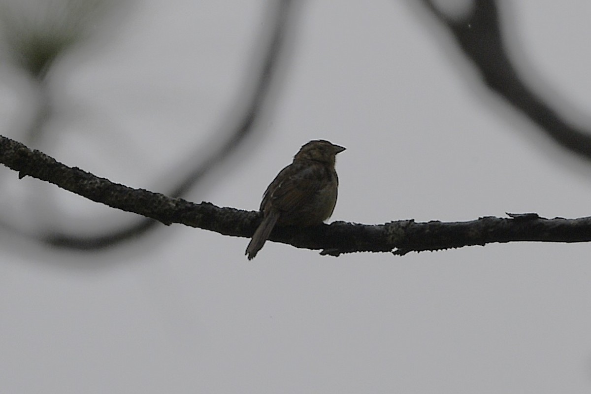 Bachman's Sparrow - ML633765221