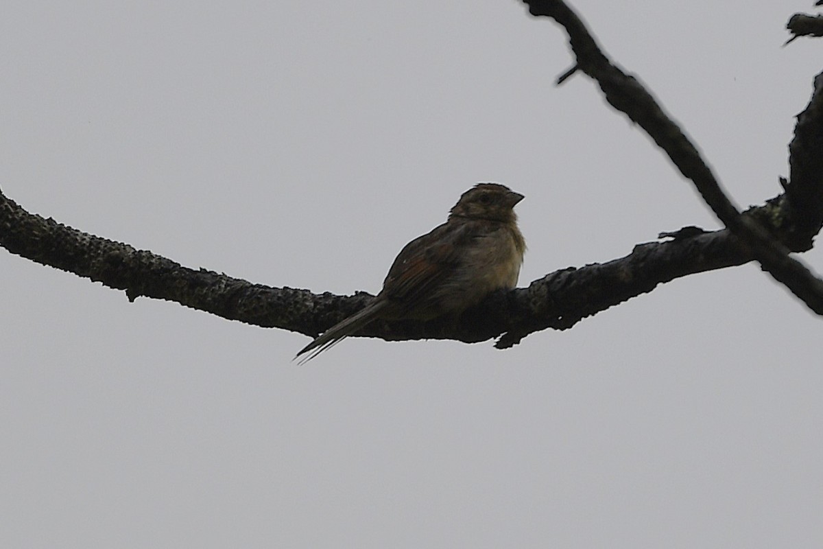Bachman's Sparrow - ML633765222
