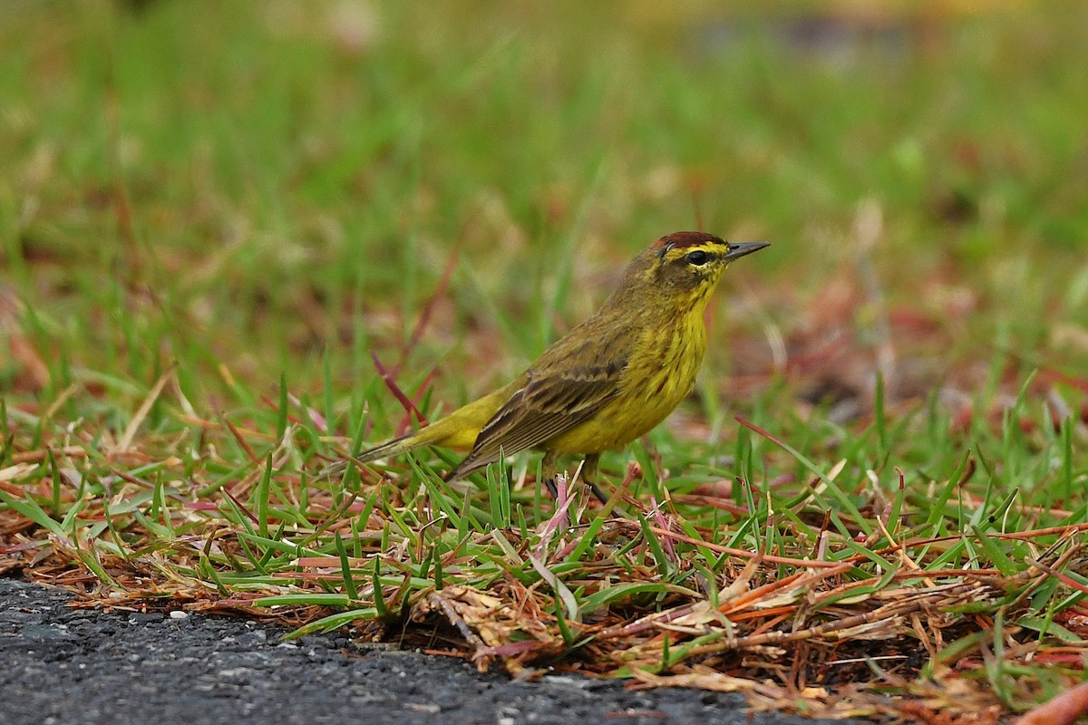 Palm Warbler - ML633765237
