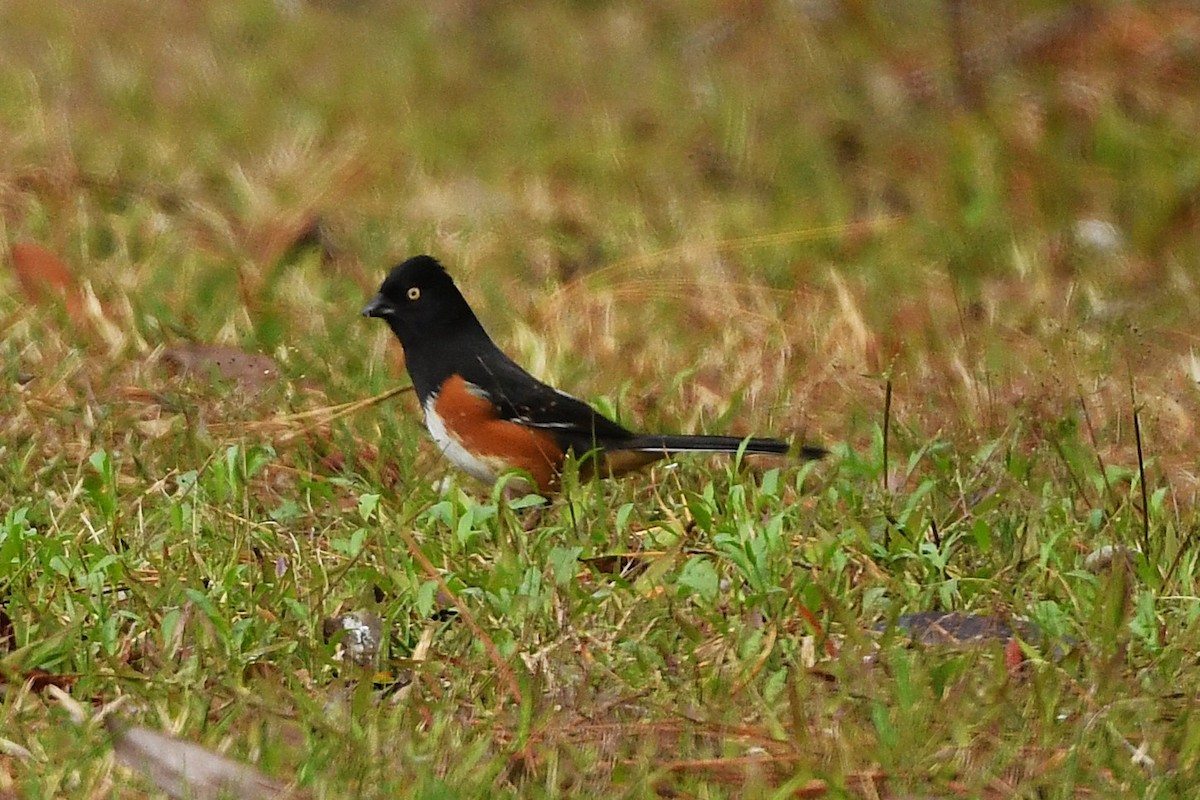 Eastern Towhee (White-eyed) - ML633765307