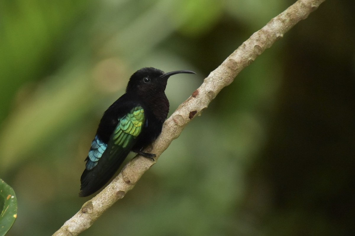 Purple-throated Carib - ML633765390