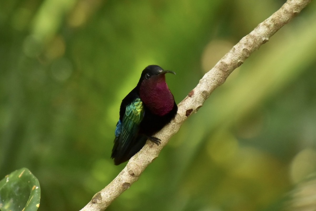 Purple-throated Carib - ML633765391