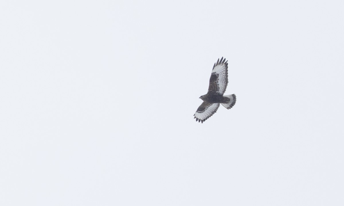 Зимняк - ML633765519