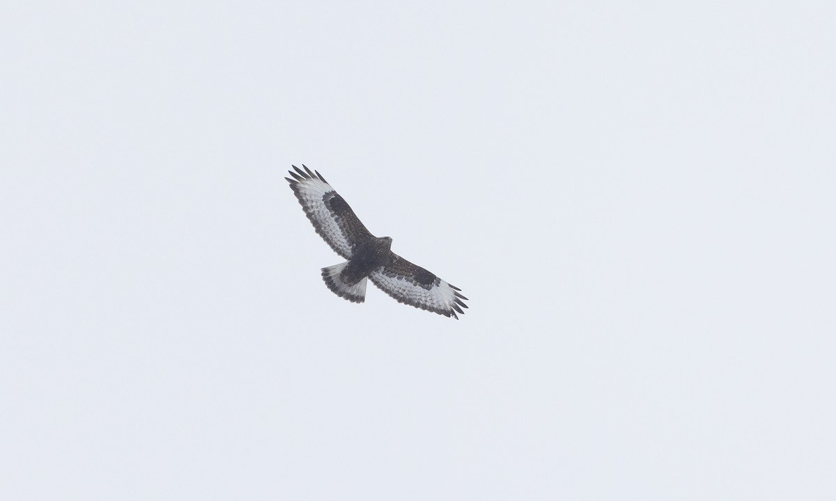 Зимняк - ML633765534