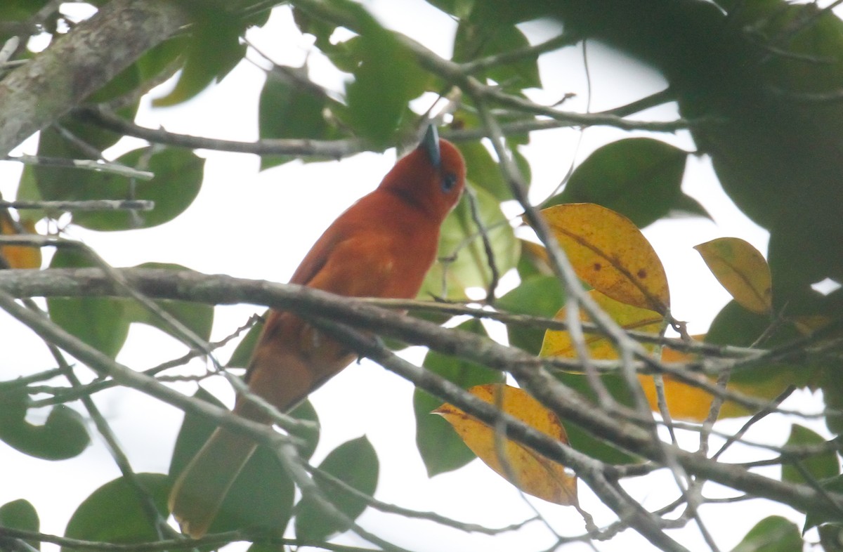 Rufous Paradise-Flycatcher (Southern) - ML633765604