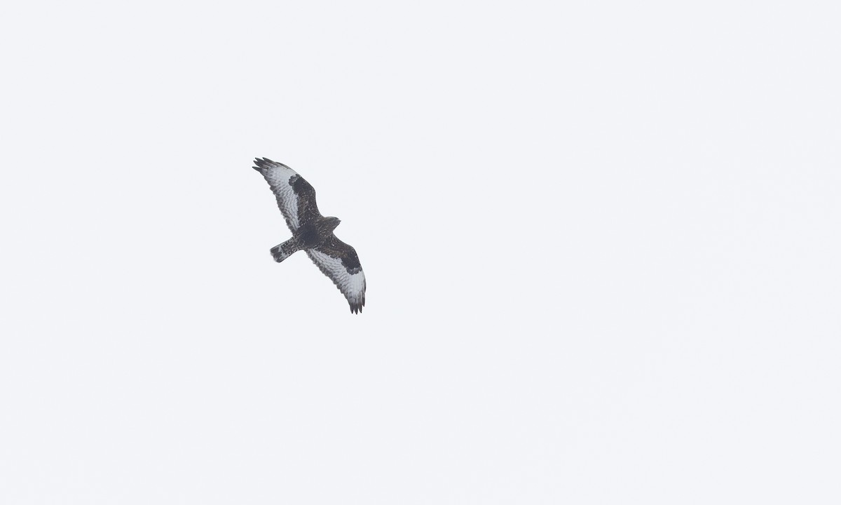 Зимняк - ML633765649