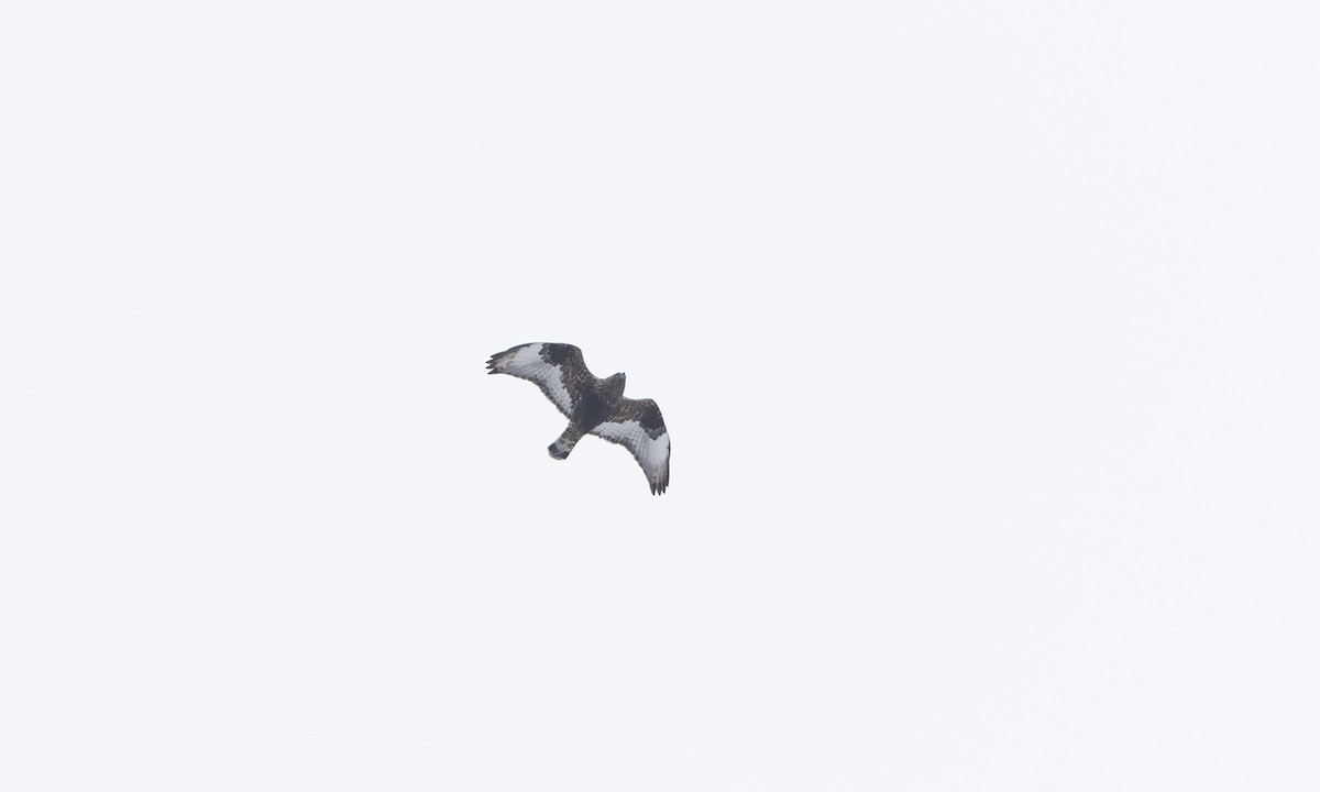 Зимняк - ML633765692