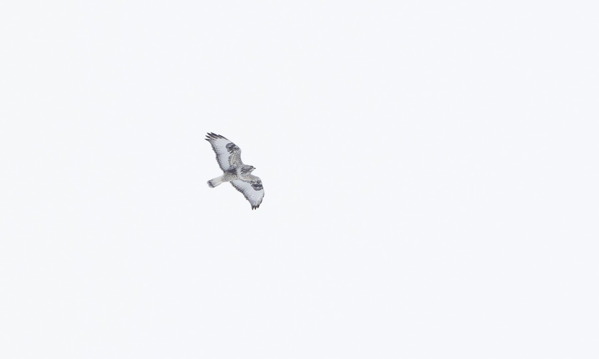 Зимняк - ML633765700