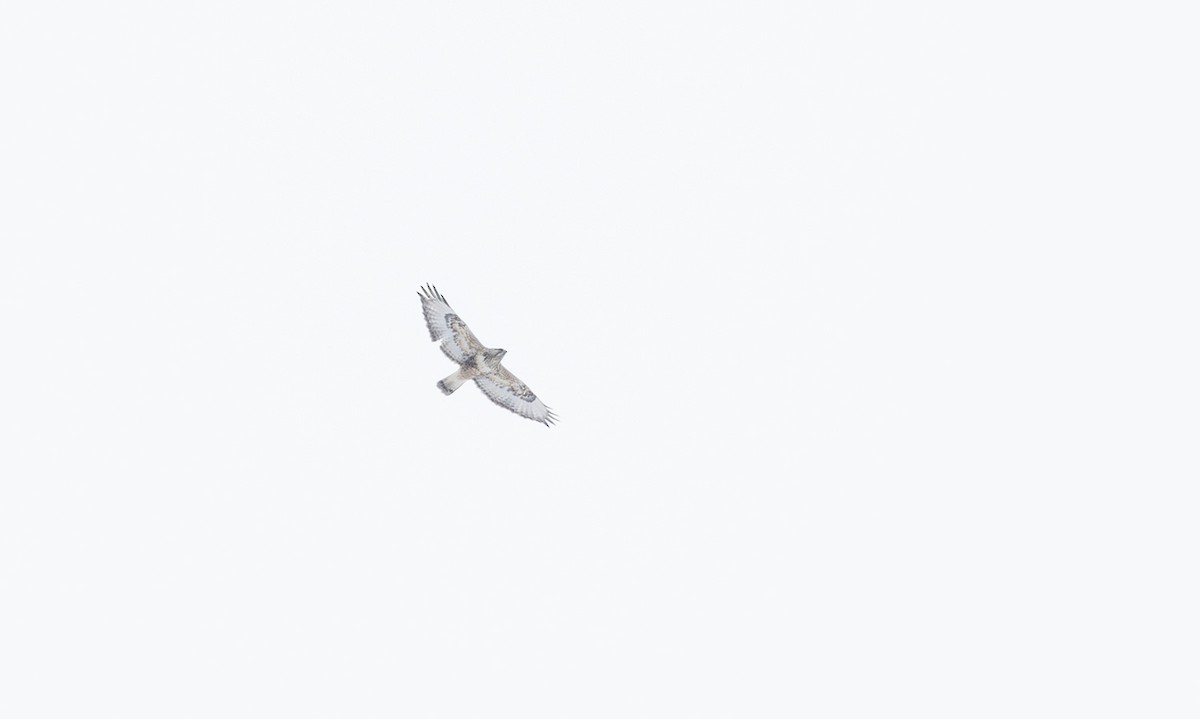 Зимняк - ML633765702