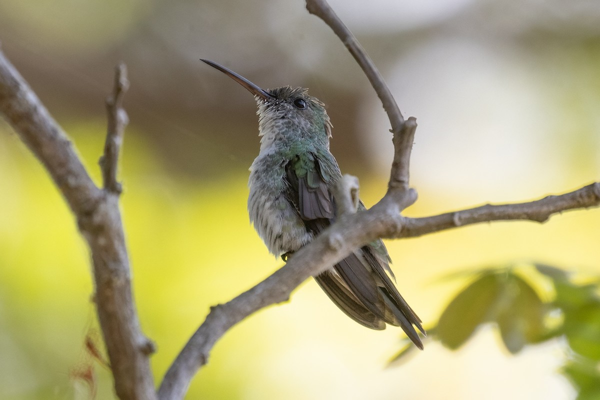 Mangrov Kolibri - ML633765703