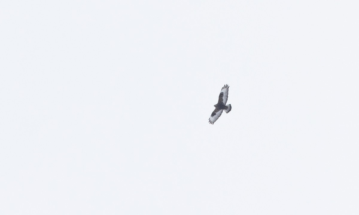 Зимняк - ML633765712
