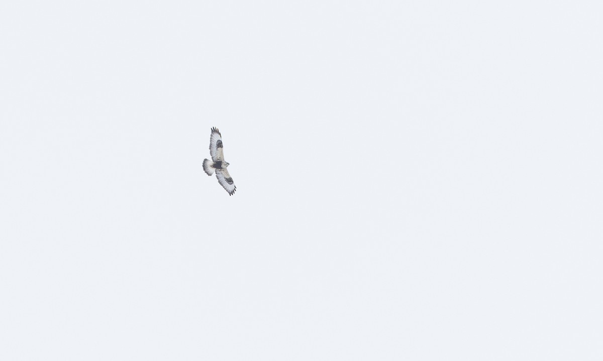 Зимняк - ML633765733