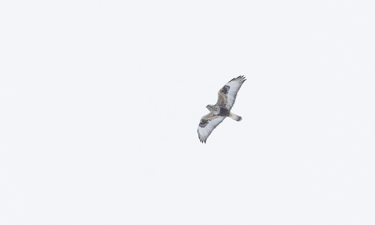 Зимняк - ML633765739