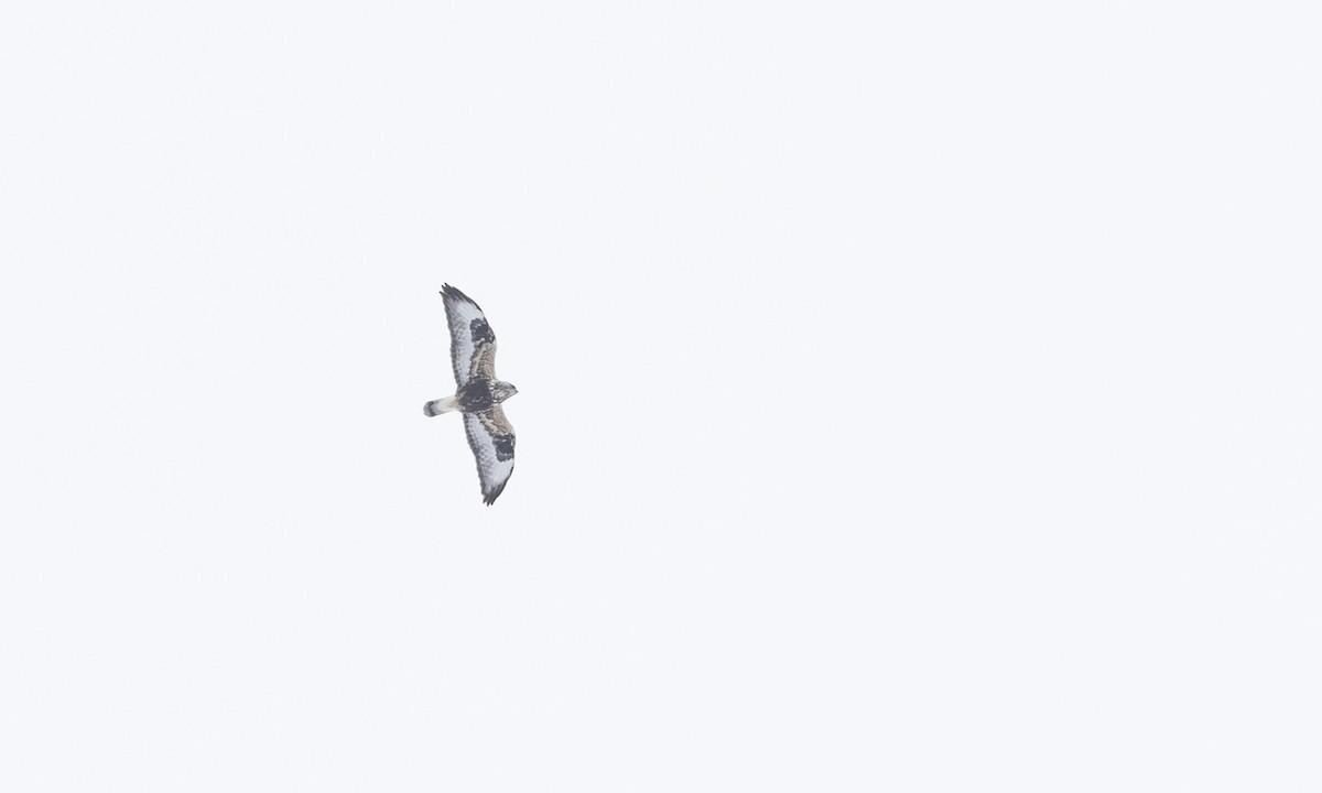 Зимняк - ML633765774