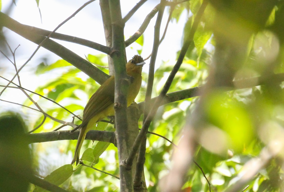 Yellowish Bulbul (Yellowish) - ML633765852