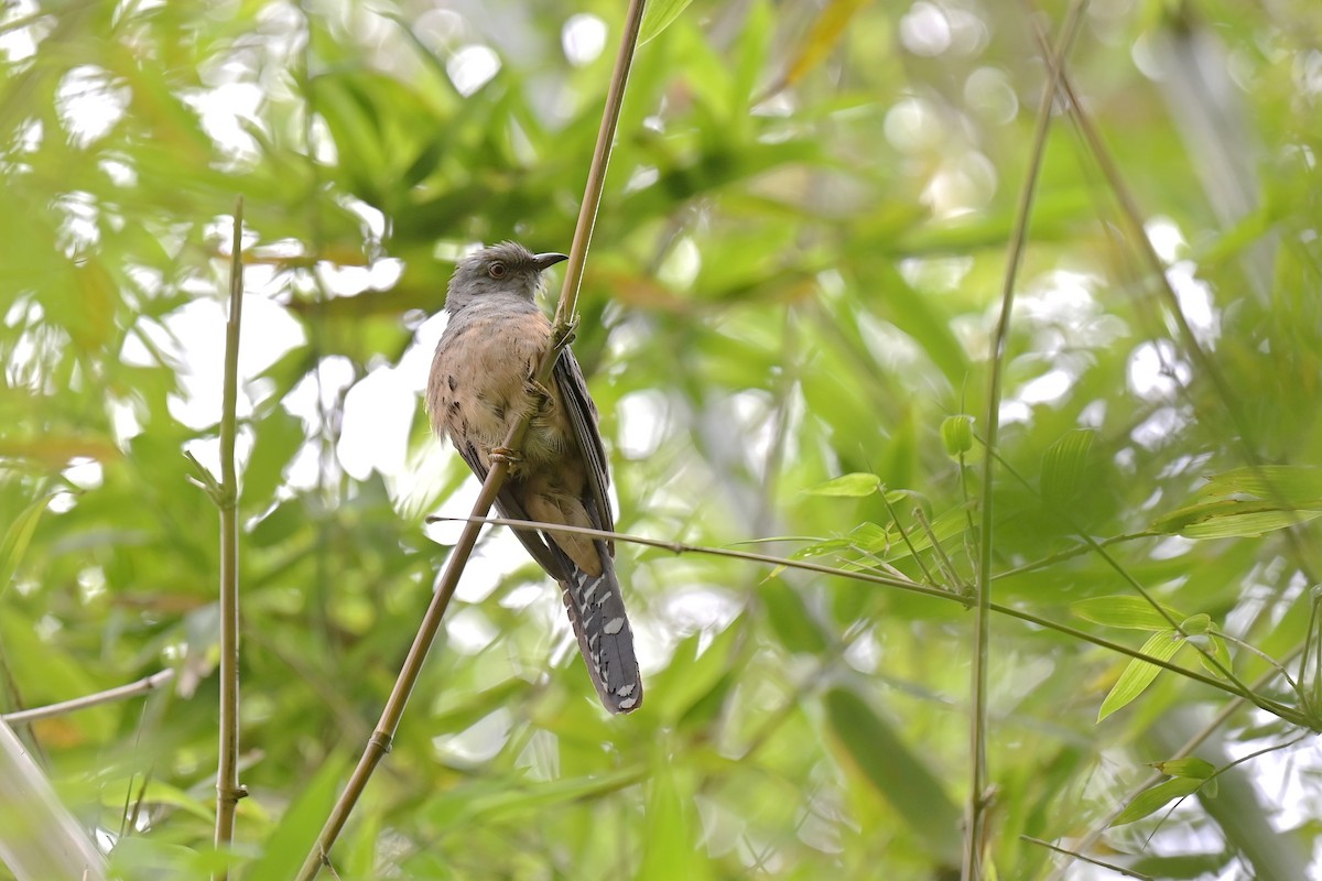 Хөхөөний тодорхойгүй зүйл - ML633765902