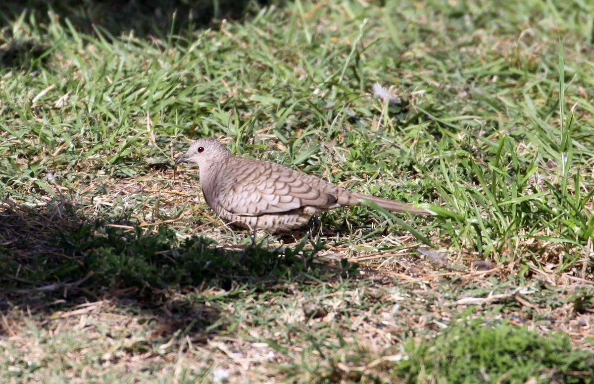 Inca Dove - ML633766064