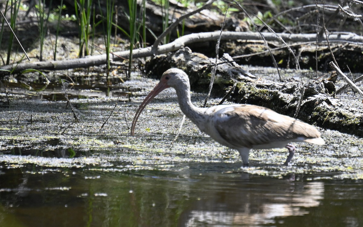 White Ibis - ML633766084