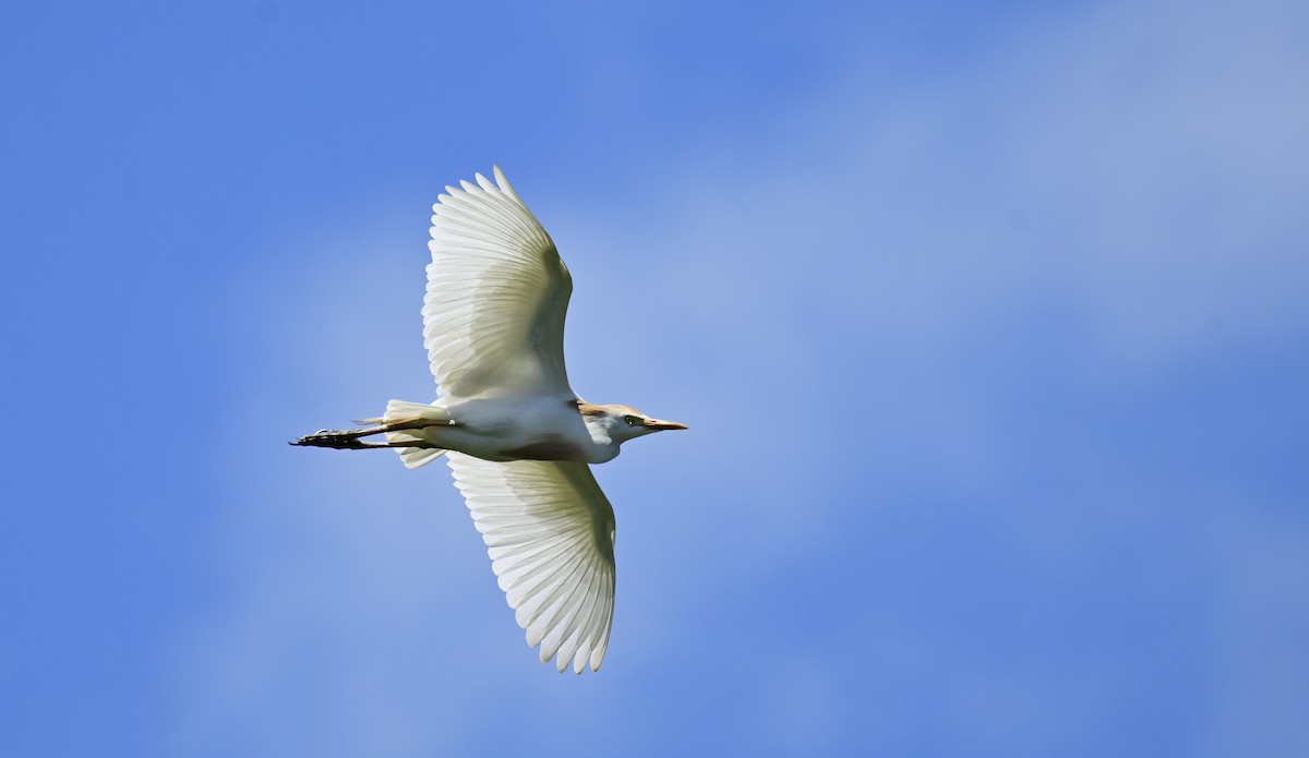 Western Cattle-Egret - ML633766088