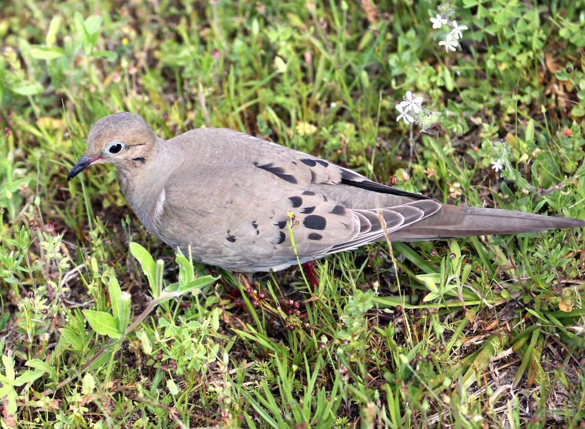 Mourning Dove - ML633766250