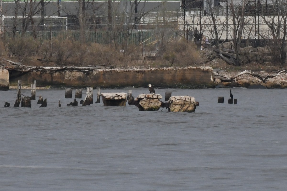 Bald Eagle - ML633766320