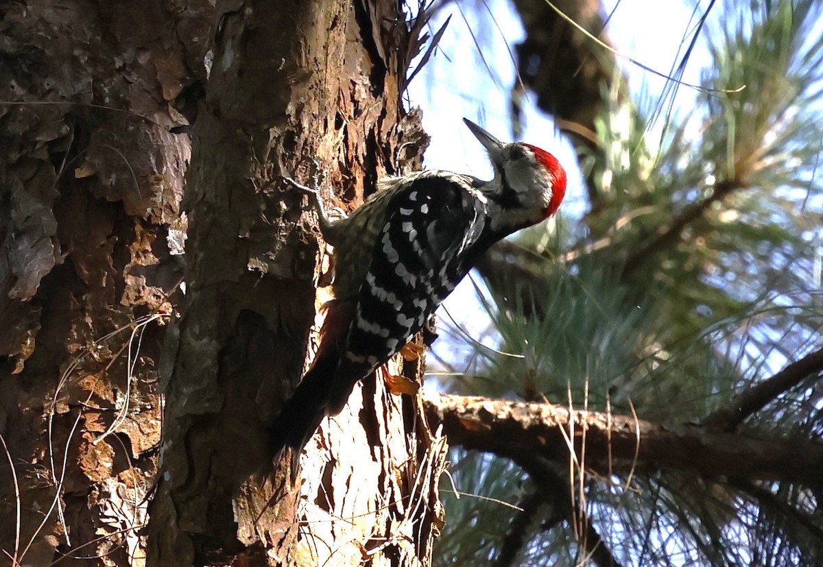 Stripe-breasted Woodpecker - ML633766461