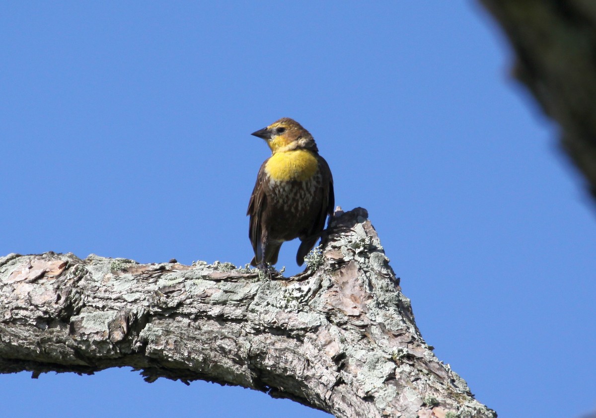 Yellow-headed Blackbird - ML633766475