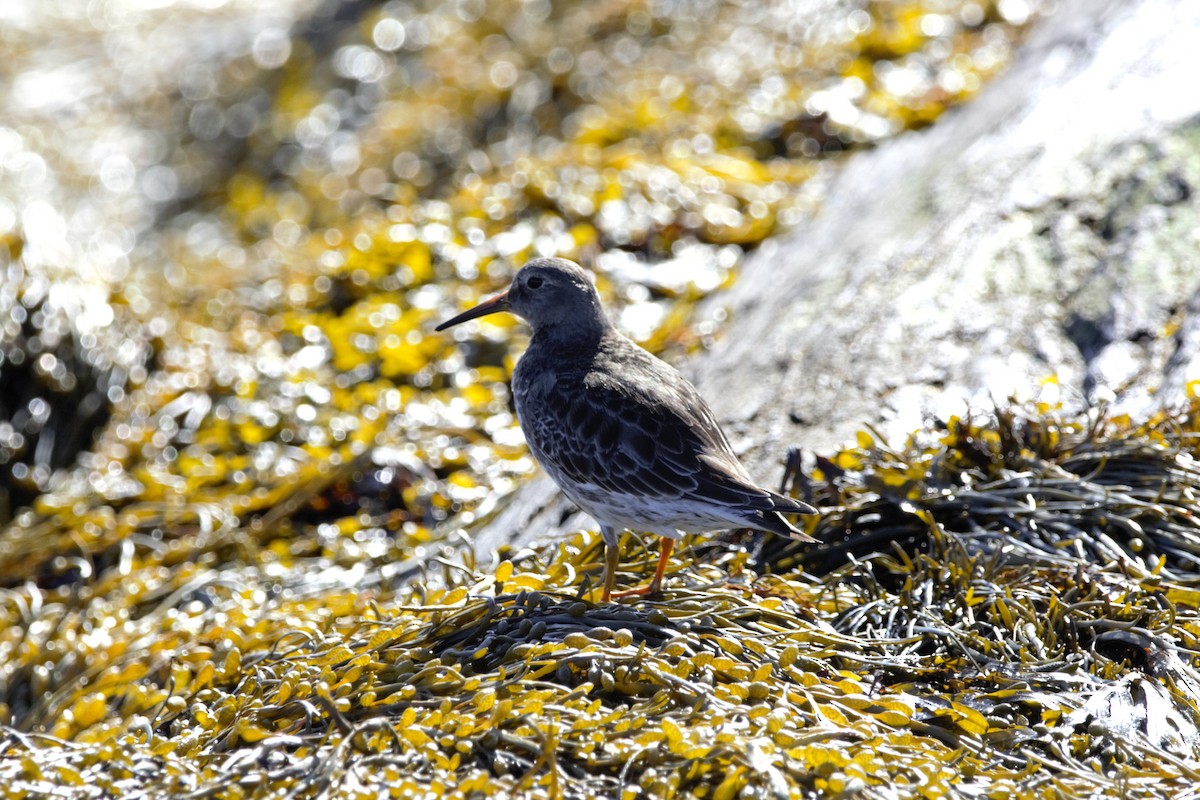 Purple Sandpiper - ML633766492