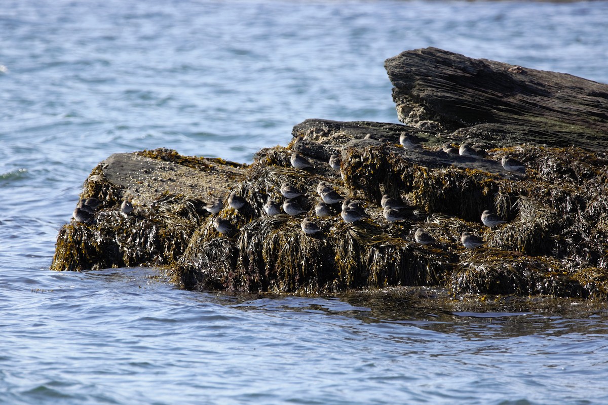 Purple Sandpiper - ML633766493