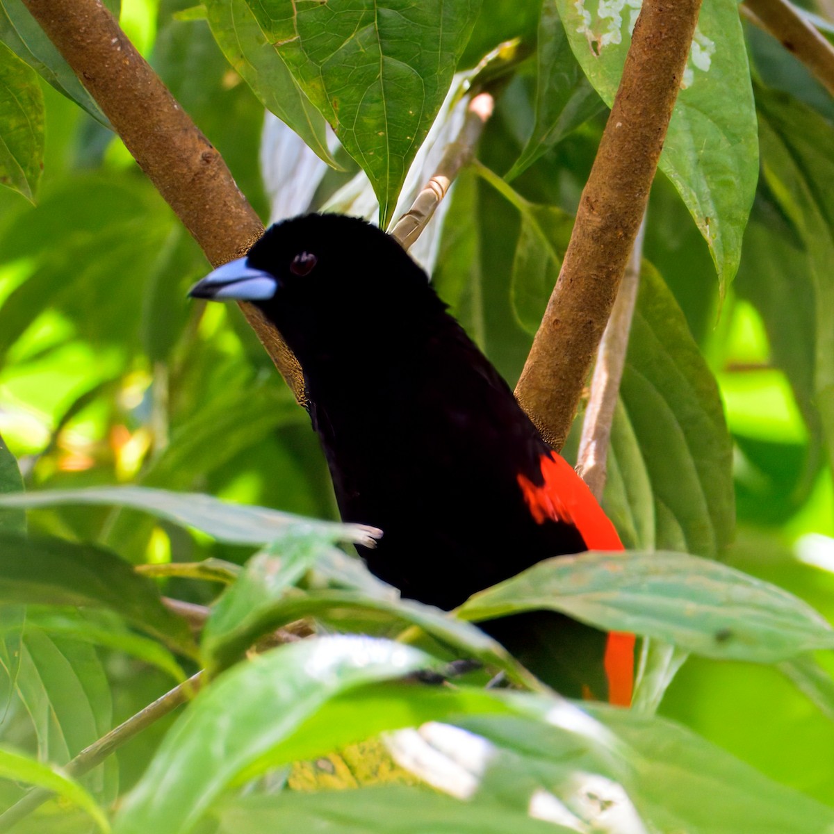 Scarlet-rumped Tanager - ML633766662