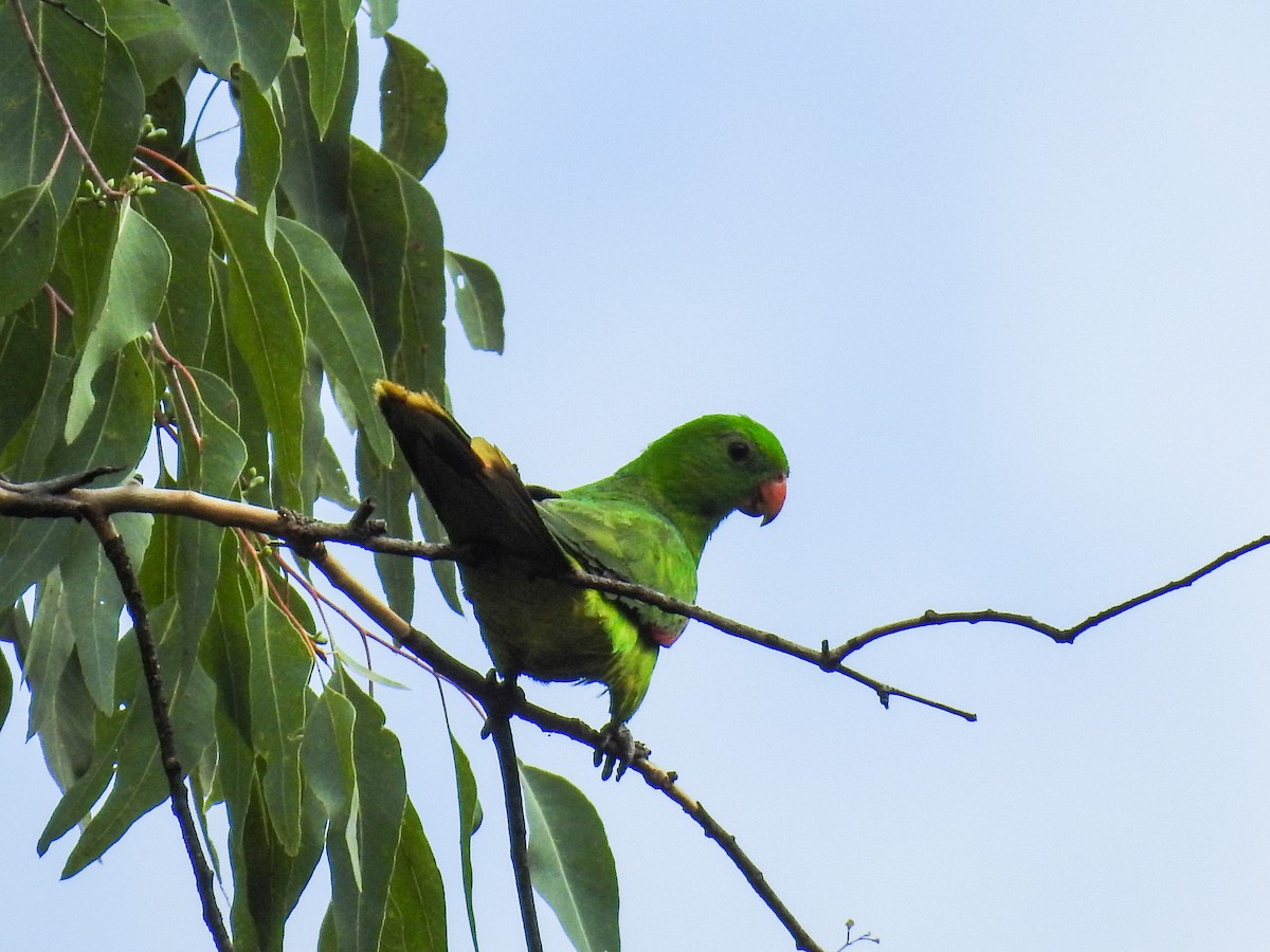 Olive-shouldered Parrot - Pam Rasmussen