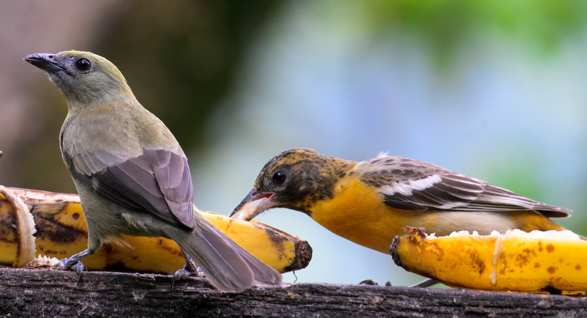 Palm Tanager - ML633766711