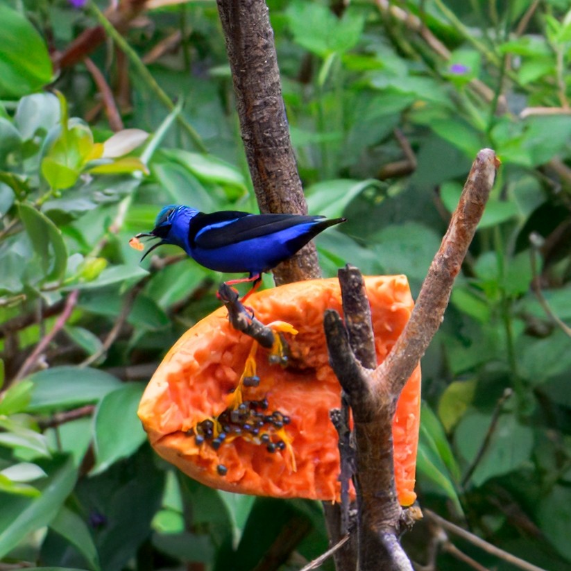Red-legged Honeycreeper - ML633766784