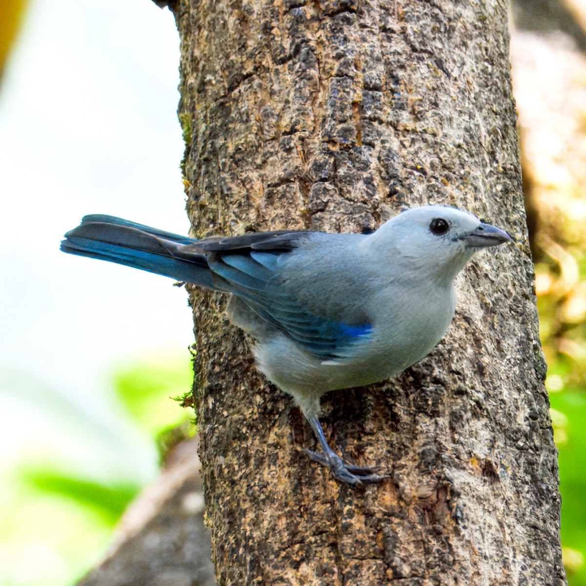 Blue-gray Tanager - ML633766835