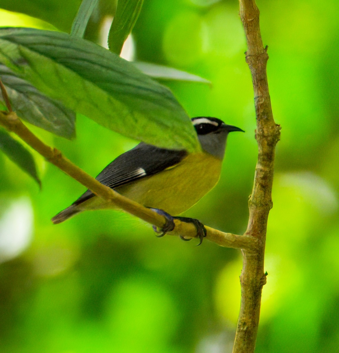 Bananaquit - ML633766918